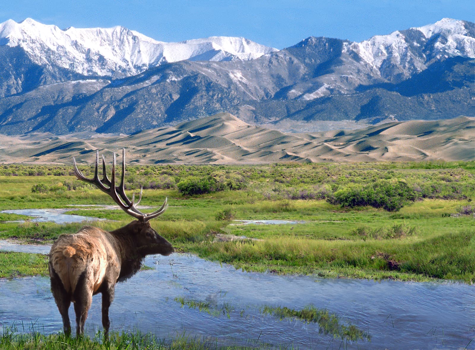 A bull elk grazing along the Rio Grande, snow-capped mountains in the distance